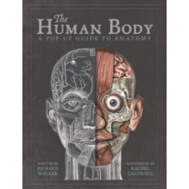 The Human Body