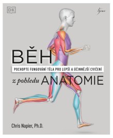 Běh z pohledu anatomie