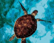 Zuty Morská korytnačka na vode, 80x100cm plátno napnuté na rám - cena, srovnání