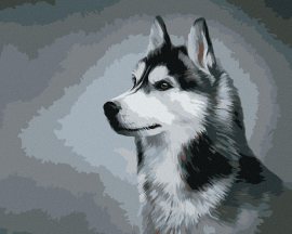 Zuty Sibírsky husky, 80x100cm bez rámu a bez napnutia plátna