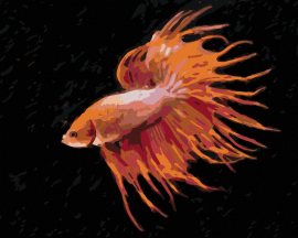 Zuty Červená ryba, 40x50cm vypnuté plátno na rám