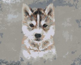 Zuty Husky na sivom pozadí, 40x50cm bez rámu a bez napnutia plátna