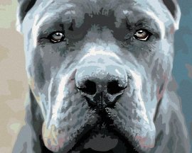 Zuty Maľovanie podľa čísel - Cane corso, 50 x 40 cm, napnuté plátno na rám